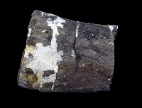 藏品(犀肋骨)的圖片